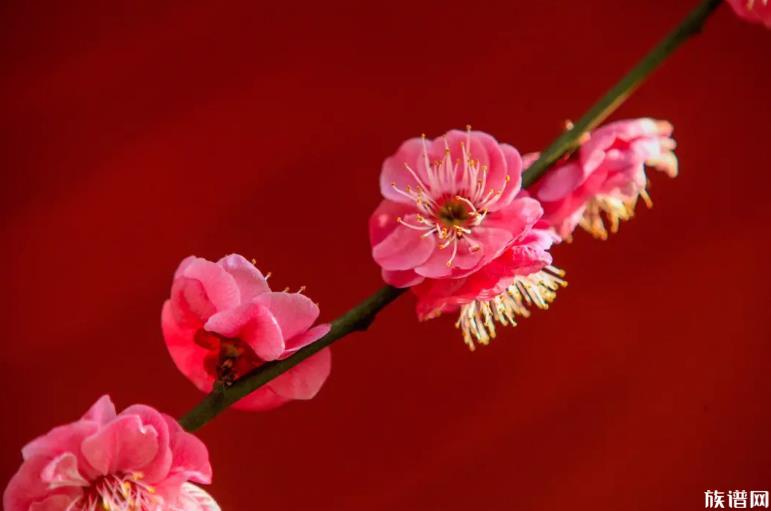 又是一年梅花季,为何古代文人偏爱梅花?