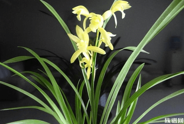 古代最受欢迎的花有哪些?古代文人又独爱哪些花?