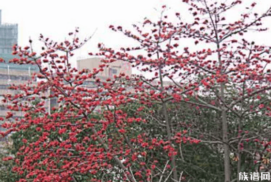 清明节送什么花扫墓，祭拜用花选择