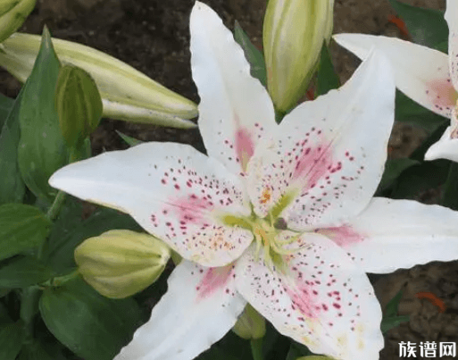 清明节送什么花扫墓，祭拜用花选择