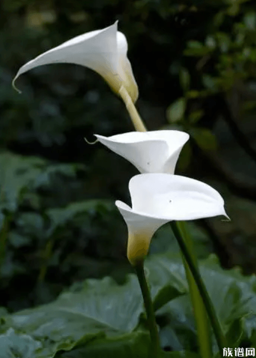 清明节送什么花扫墓，祭拜用花选择