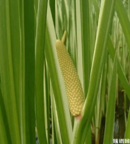 清明节送什么花扫墓，祭拜用花选择