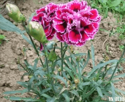 清明节送什么花扫墓，祭拜用花选择