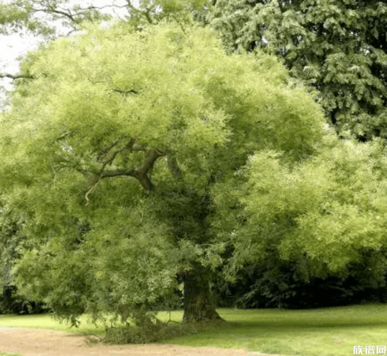 韦孝宽植树便民种槐树的故事