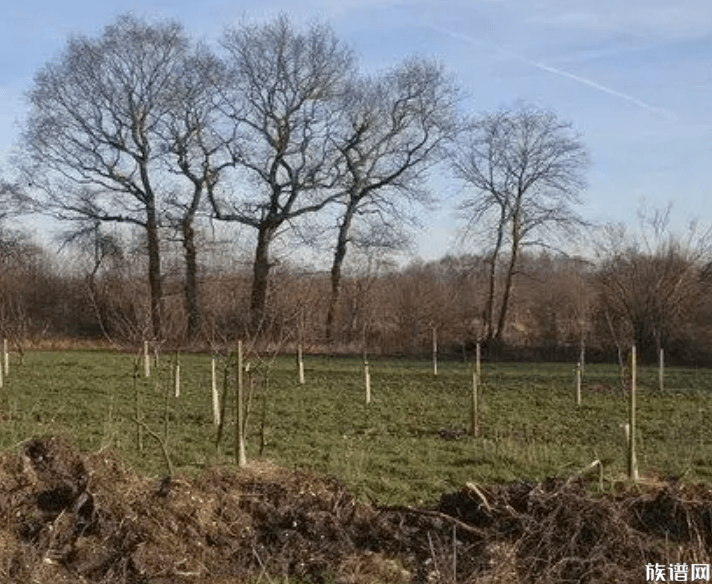 韦孝宽植树便民种槐树的故事