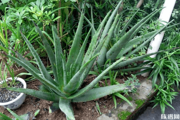 宣称92%芦荟胶只有0.41%,古代关于芦荟胶的记载有哪些?
