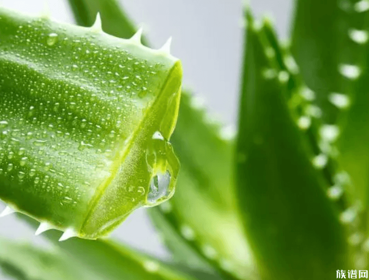 宣称92%芦荟胶只有0.41%,古代关于芦荟胶的记载有哪些?