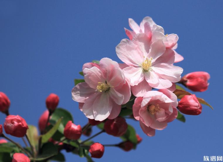 被誉为“花中神仙”的海棠花，最早起源于哪个朝代？