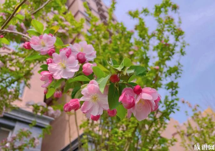 被誉为“花中神仙”的海棠花，最早起源于哪个朝代？