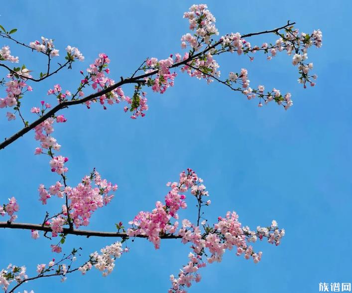 被誉为“花中神仙”的海棠花，最早起源于哪个朝代？