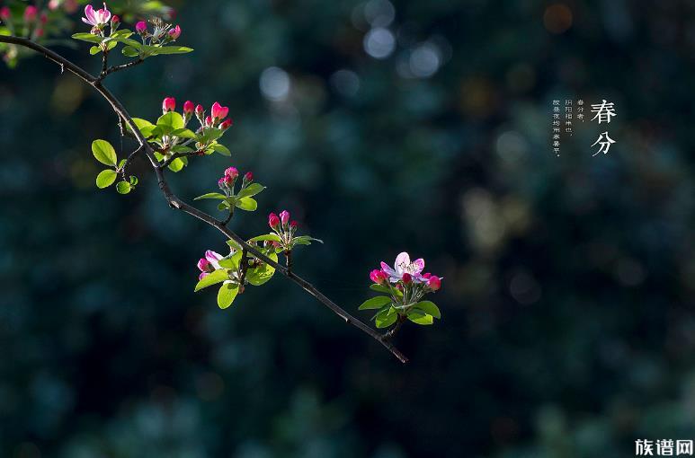 听说春分立鸡蛋成功率高,除了立蛋外,春分还有哪些习俗?
