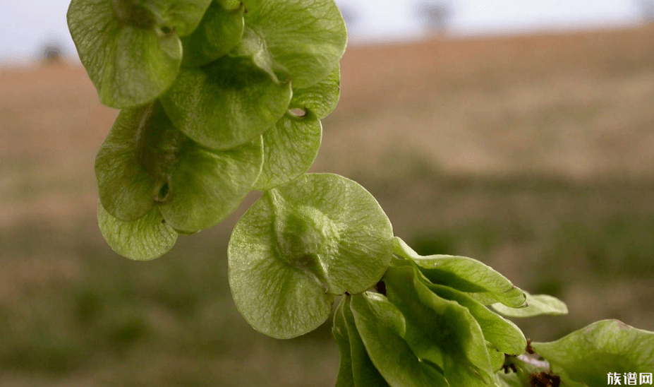 80多岁老太爬树摘榆钱,古代对榆钱的记载有哪些?