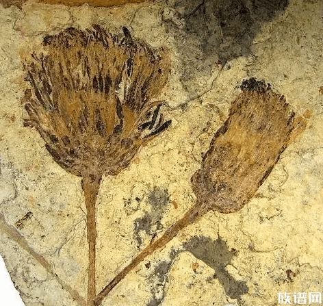 约1.7亿年前的“花”被发现，我国古代第一朵花是什么花？