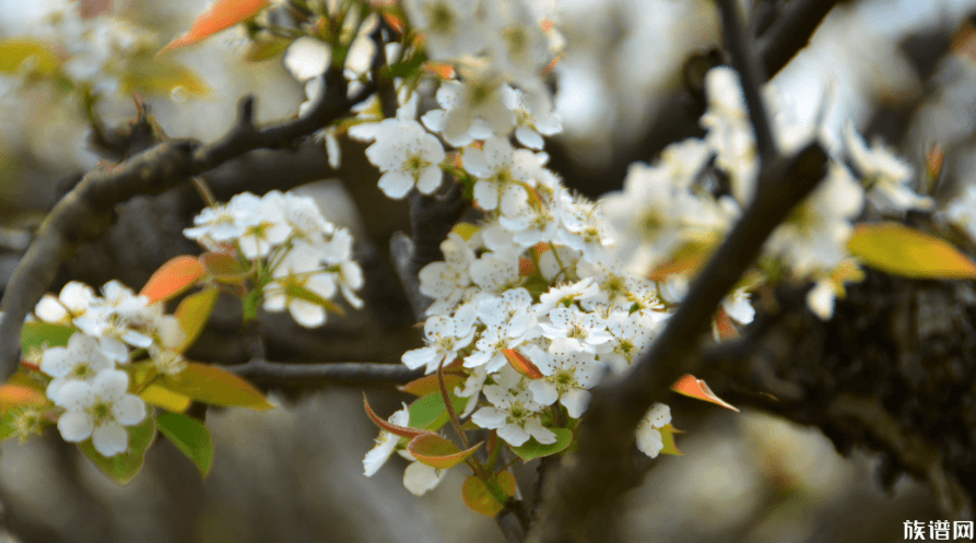 女子赏花站梨树枝头甩衣狂摇,古代形容梨花的诗句有哪些?