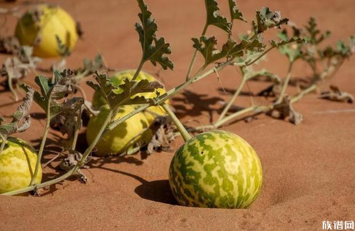 女生同情老人买5西瓜切开发现全坏,古代有西瓜吃吗?