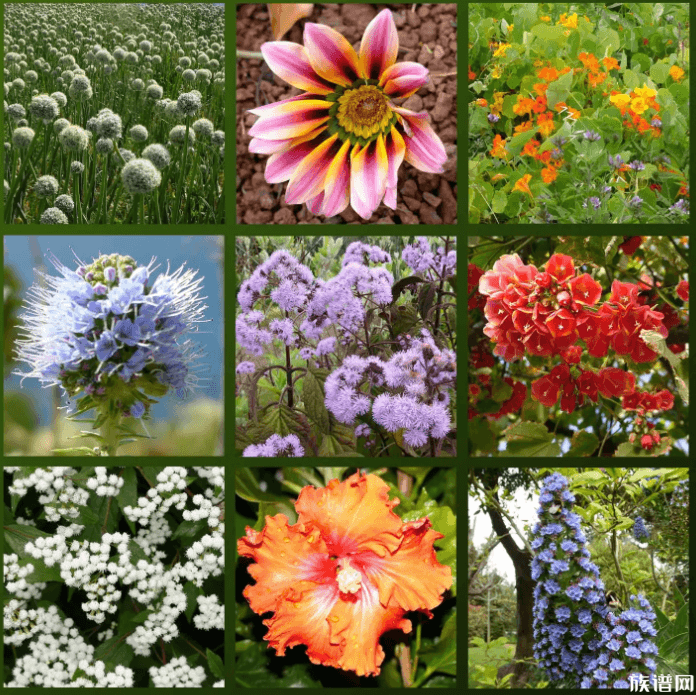 花朝节是哪一天,花朝有哪些风俗活动