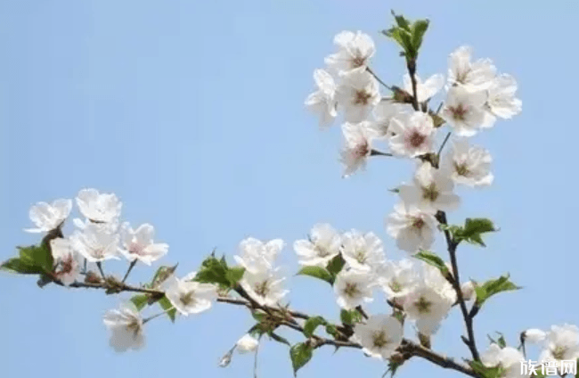 花朝节是哪一天，花朝有哪些风俗活动