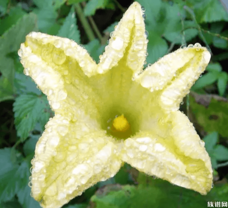 花朝节是哪一天,花朝有哪些风俗活动