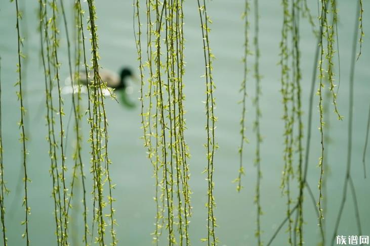 清明节南北习俗有何不同?清明节习俗大盘点。