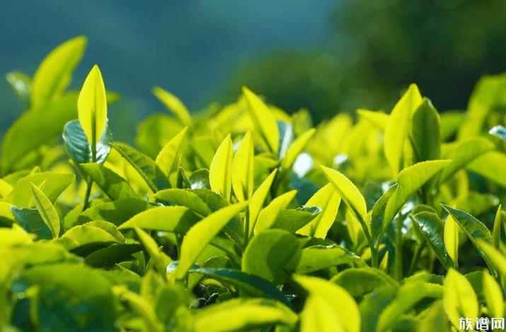 茶农称赤脚踩茶叶是传统工艺,茶叶起源于何时?