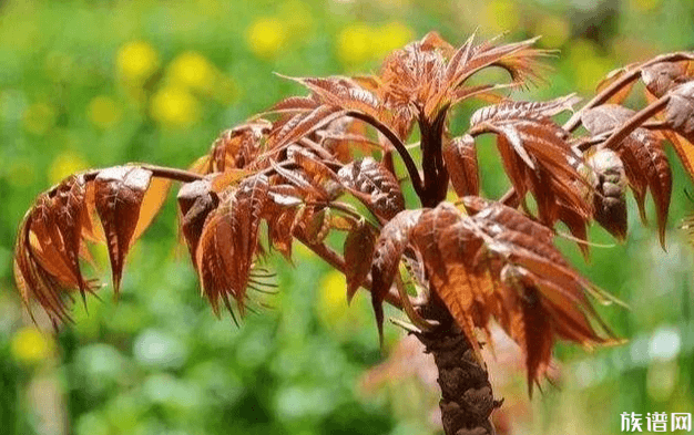 谷雨都有哪些传统习俗？