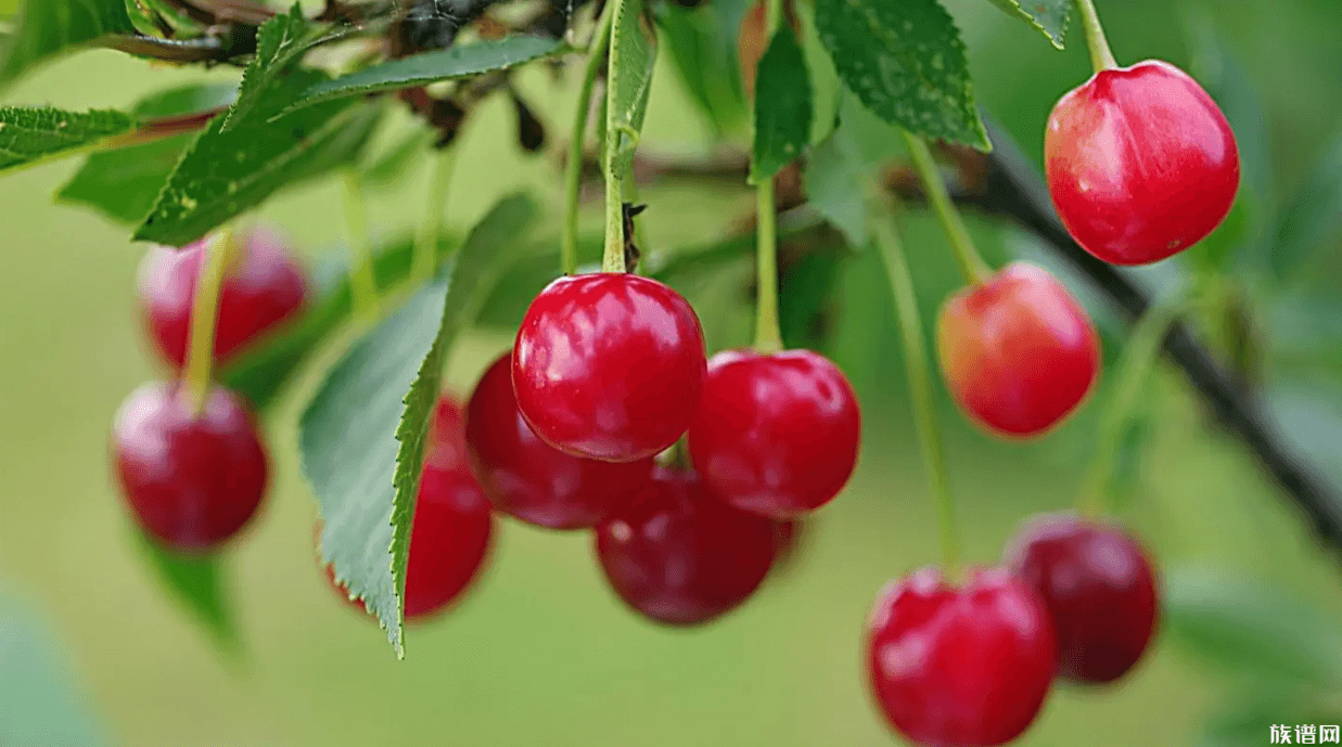 樱桃在我国最早是哪个朝代出现的?关于其的记载有哪些?