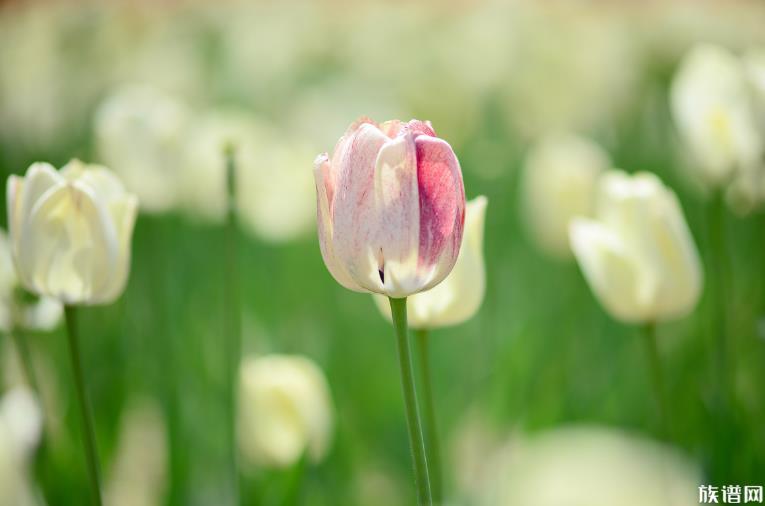 立夏吃一蛋力气长一万,立夏节气民间有哪些习俗?