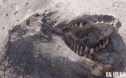 恐龙复活了?新西兰的普伦蒂湾海滩发现了一具腐烂动物的尸体