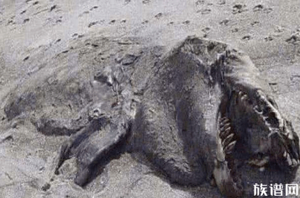 恐龙复活了?新西兰的普伦蒂湾海滩发现了一具腐烂动物的尸体