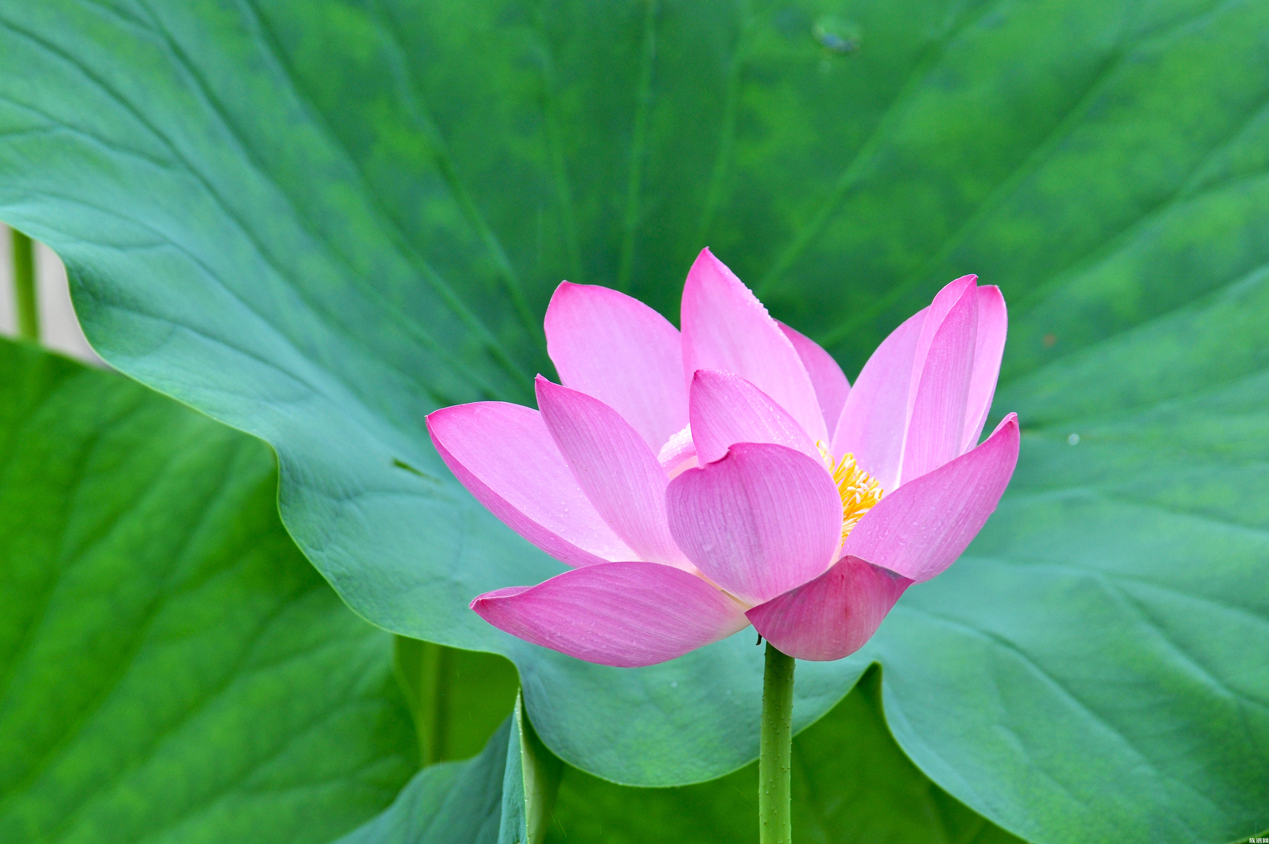 圆明园幸存的古莲开花了，是否意味着先辈们可以安心了