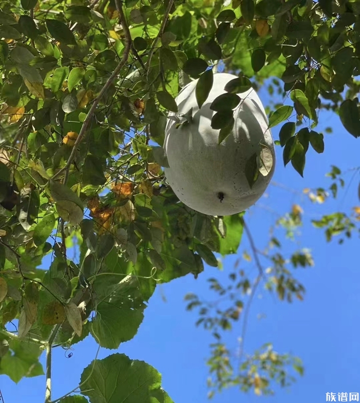 家谱编修完成之后,应该如何保存?