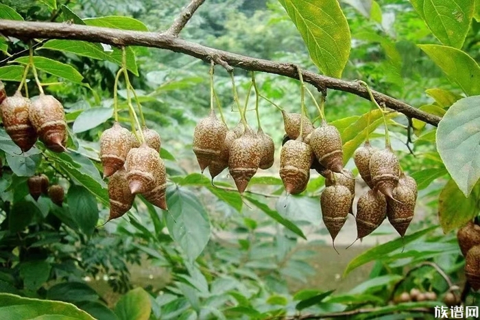 司马光《家范·卷一治家》(节选)