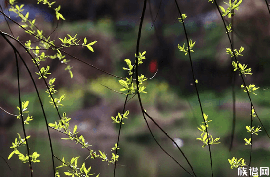 立春时吃“春饼“传统习俗，可追溯到晋朝，兴于唐朝