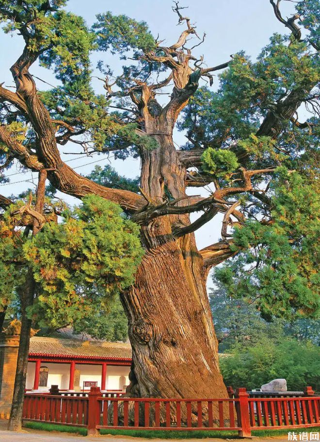 塑料袋装骨灰,是子孙不孝还是天理难容?