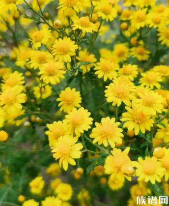 九九重阳节，菊花分外香