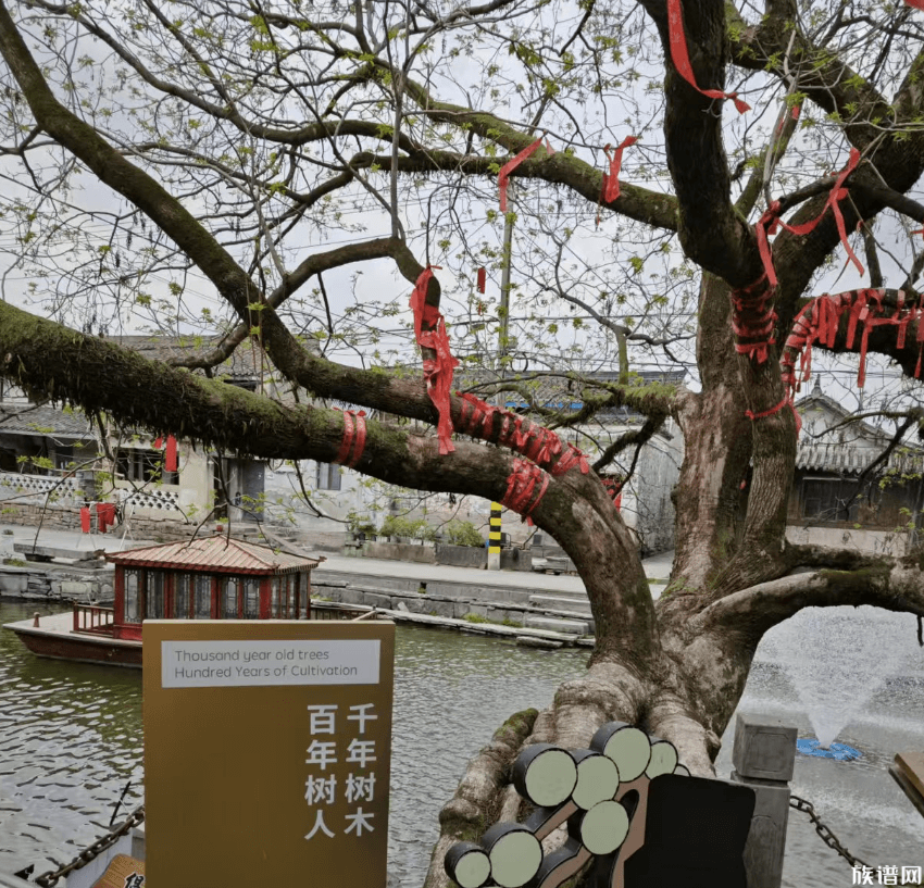 清明走访宁波进士村，走马塘76 进士的诞生地