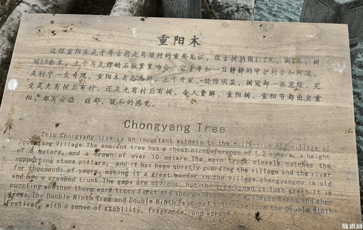 清明走访宁波进士村，走马塘76 进士的诞生地