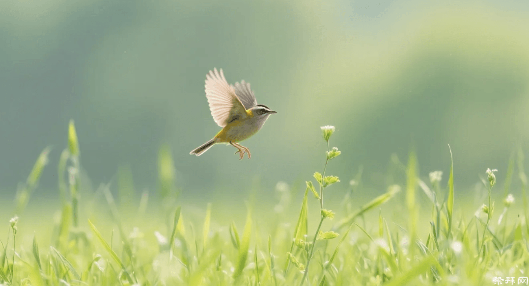 春分至︱寄一缕春风，带去对天堂的思念
