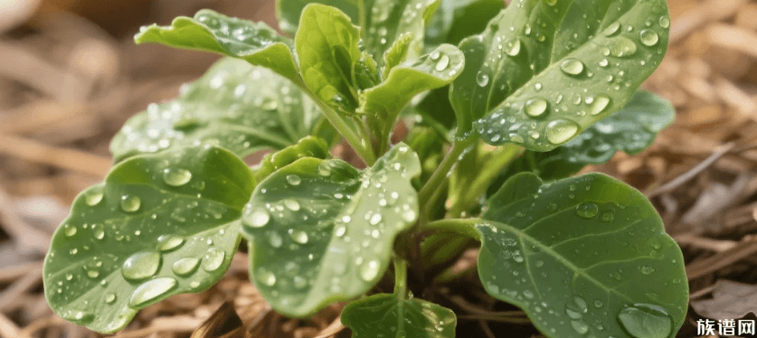 春分八俗︱沐春风暖阳,藏尽春日美好