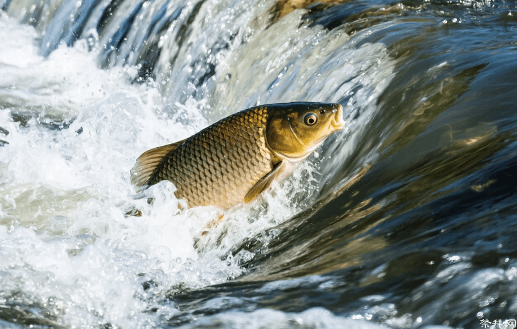为什么南方少吃鲤鱼，北方却偏爱？鲤鱼竟有这般讲究？