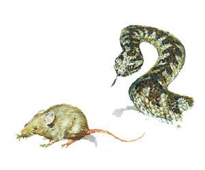 蒲松龄笔下的“动物世界”