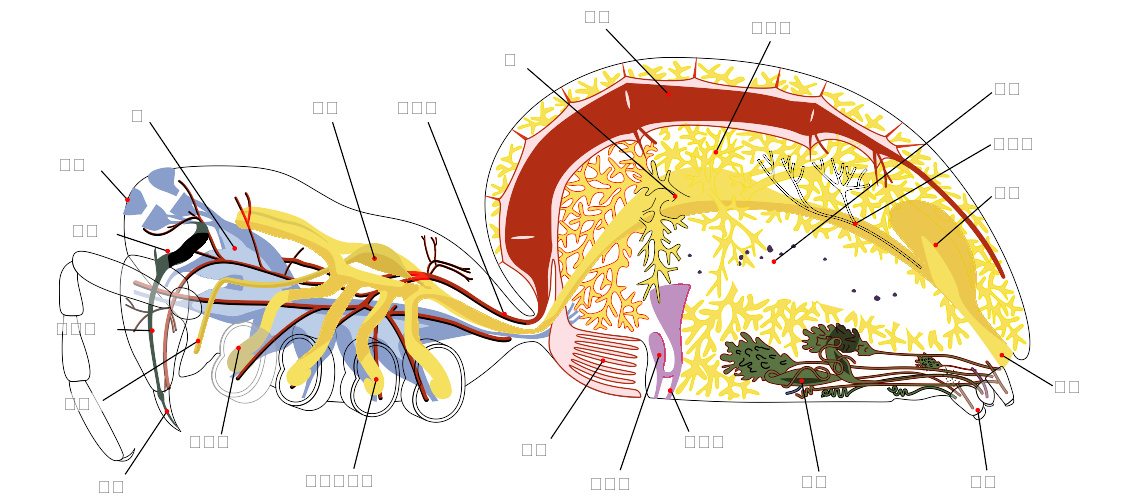 蜘蛛的口器旁有二只短短的触肢,比步脚明显短小,相当于昆虫的触角,有