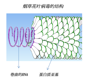 病毒