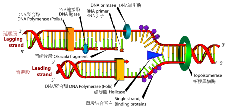 脱氧核糖核酸