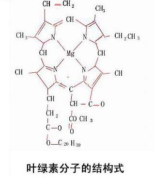 里夏德·维尔施泰特