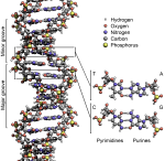 分子生物学