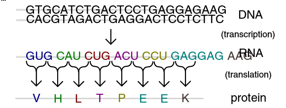 分子生物学