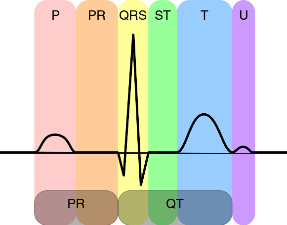 的动画qrs波群的详解,显示了心室激活时间和振幅在一个正常心动周期中