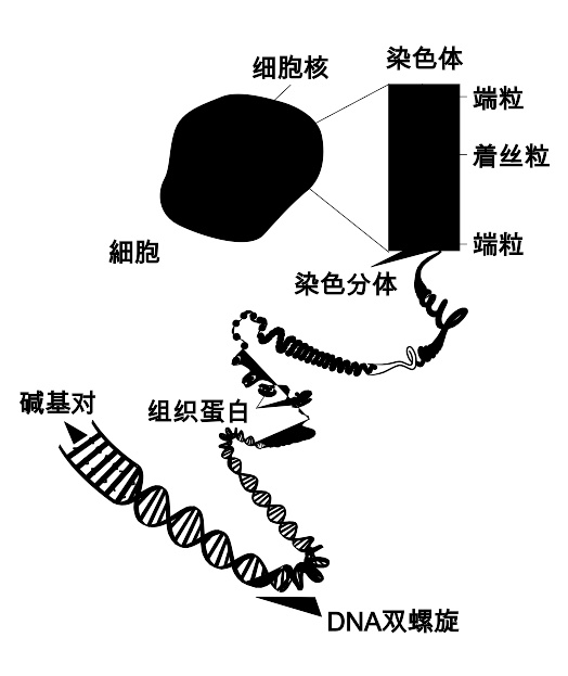 遺傳學(xué)