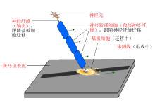 细胞迁移